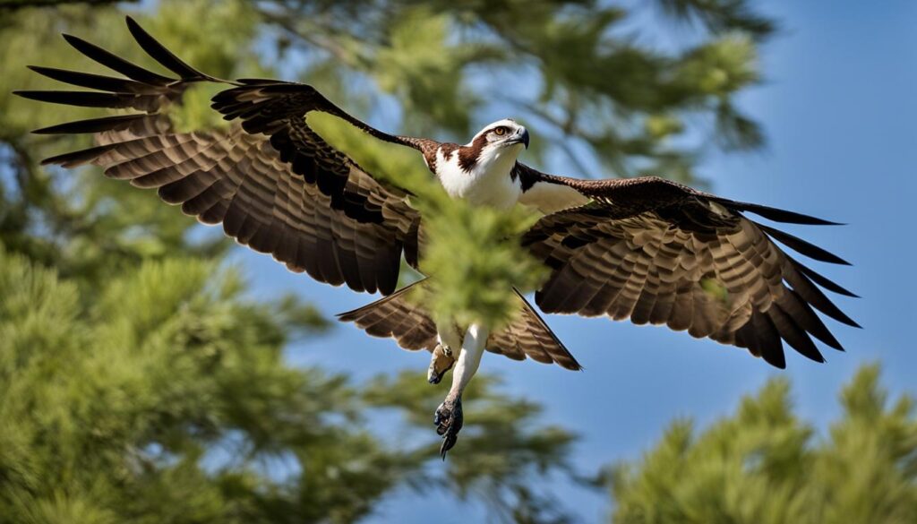 Osprey