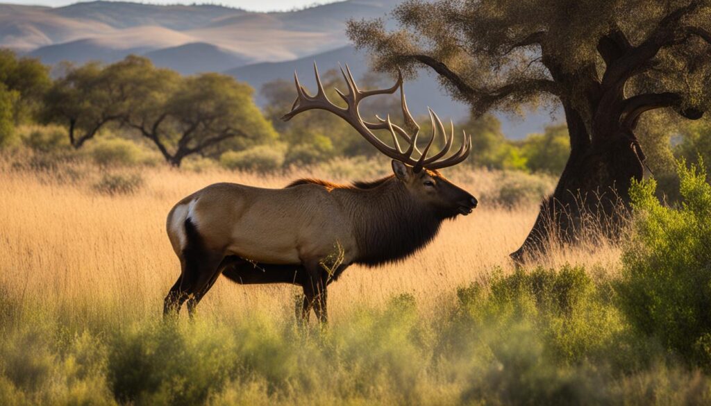 Tule Elk at Tule Elk Reserve