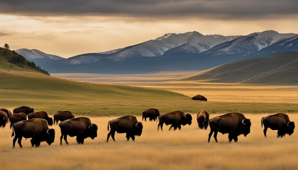 bison herd