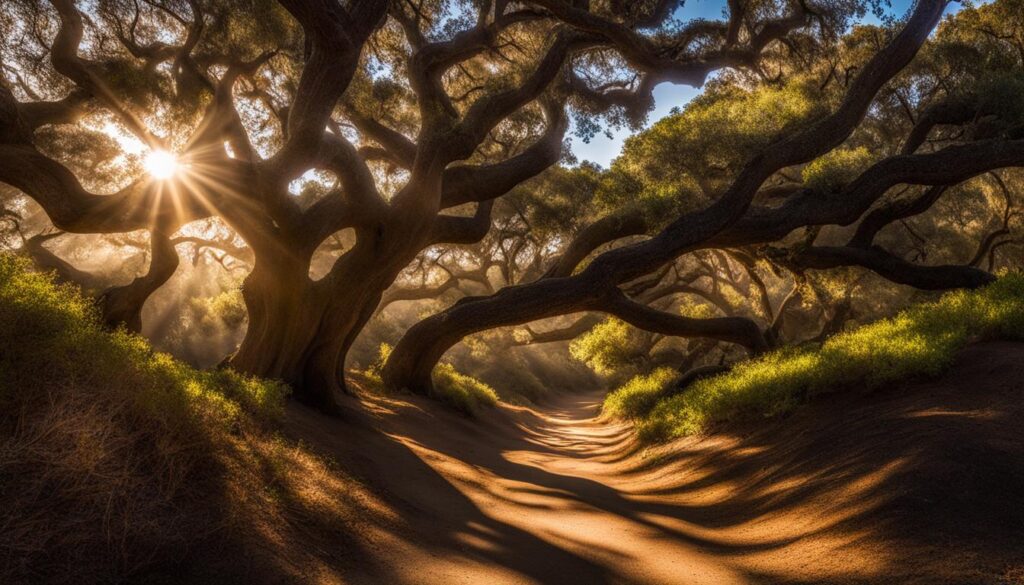 los osos oaks state natural reserve