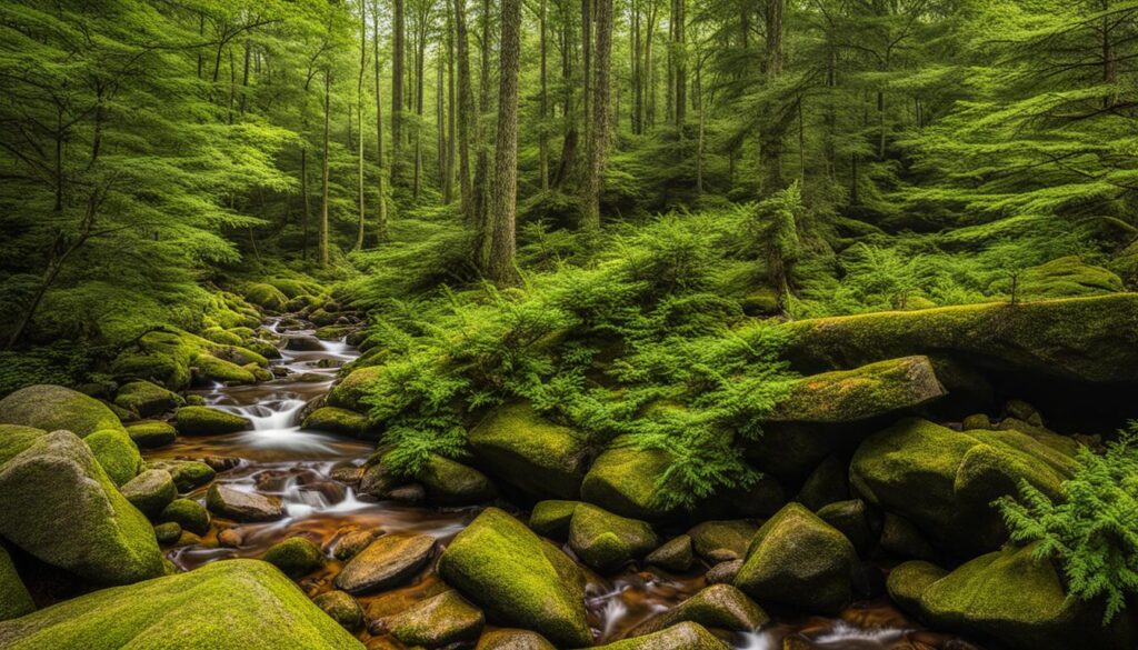 mount mitchell state park