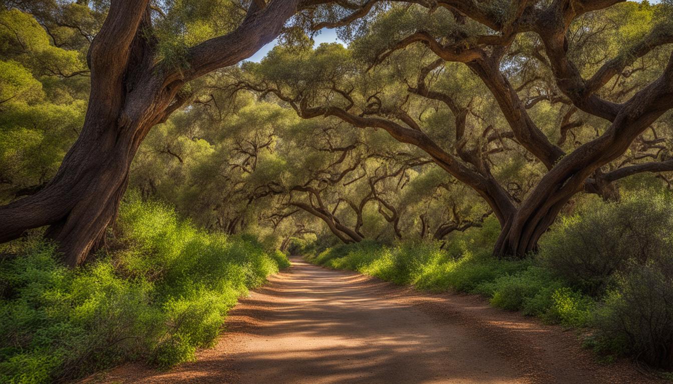 A Step Back in Time: Exploring the Enchanting Los Osos Oaks State Natural Reserve