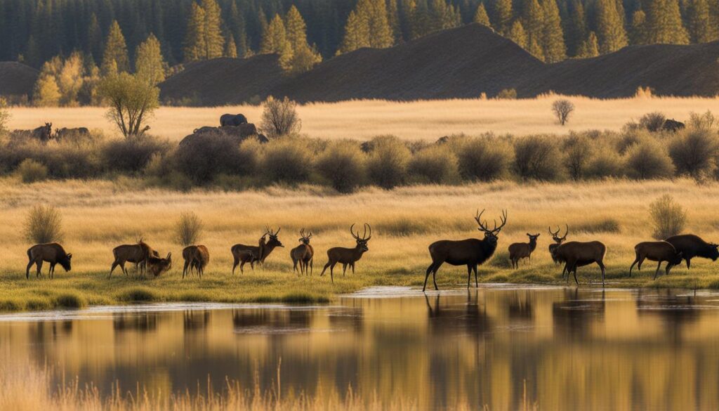 wildlife at Pierson Ranch Recreation Area