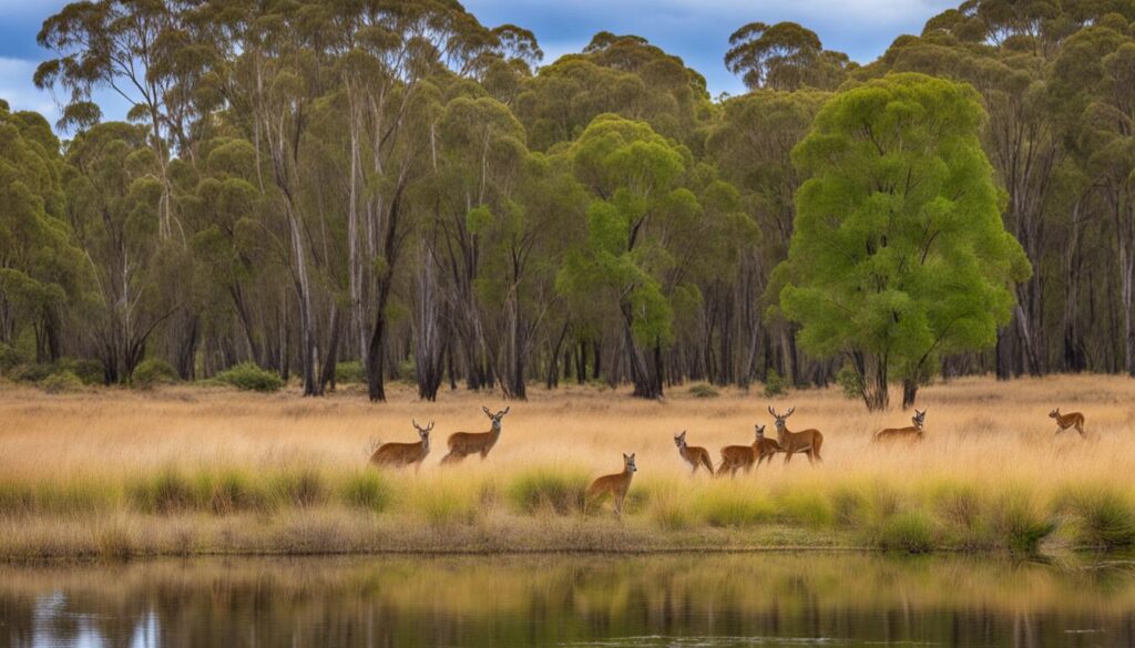 wildlife in Bendigo park