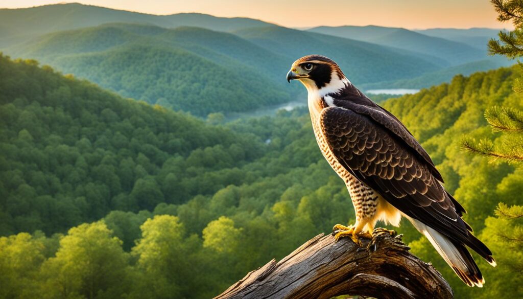 Georgia Mountain Falconry